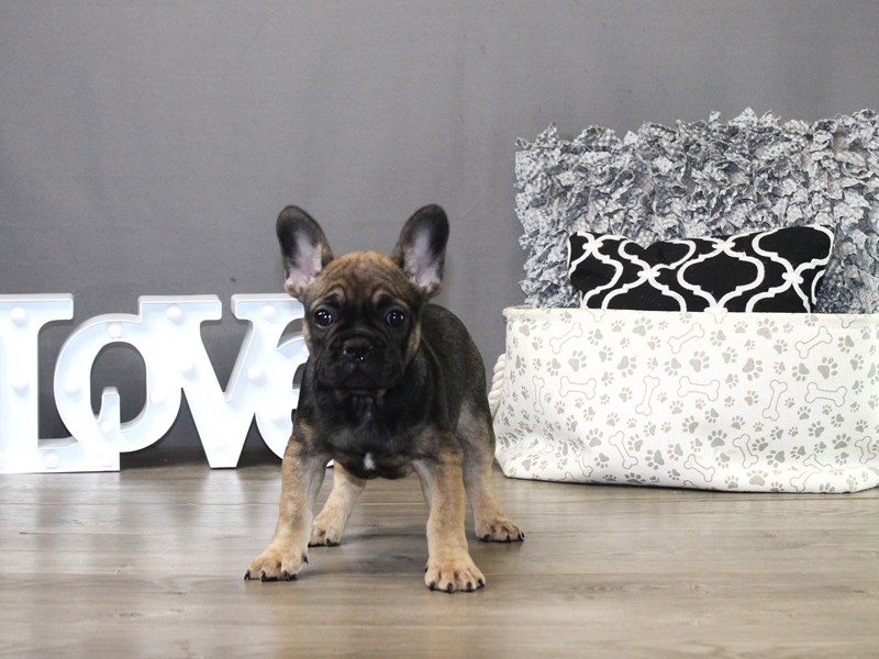 French Bulldog – 19839