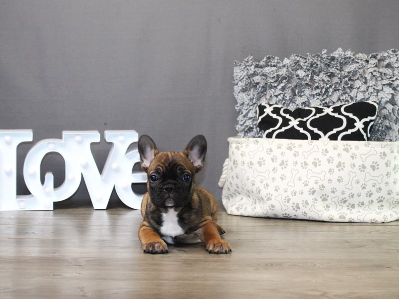 French Bulldog – 19840