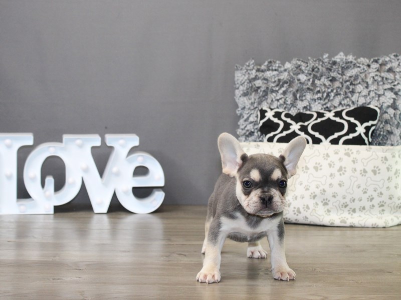 French Bulldog – 19841