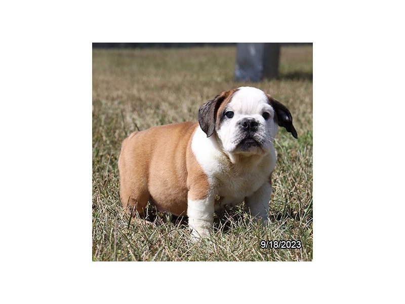 English Bulldog – 19855