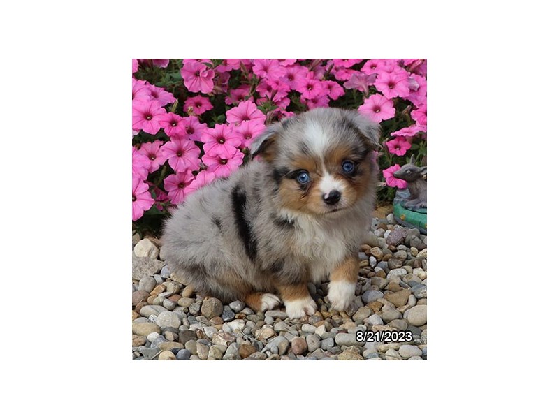 Miniature American Shepherd – 19865