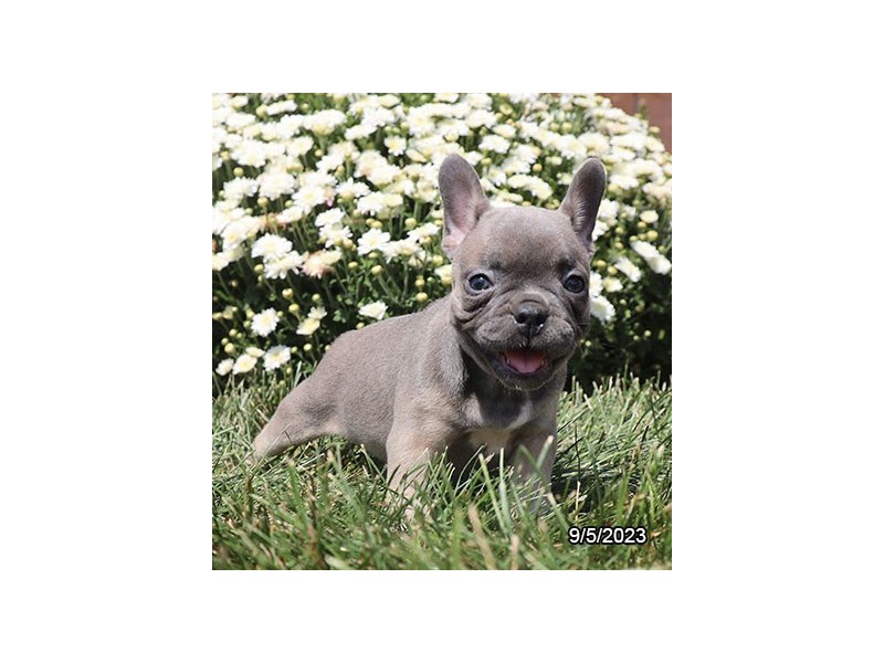 French Bulldog – 19859