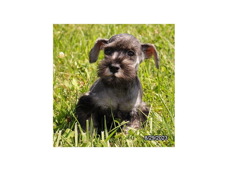 Miniature Schnauzer – 19860