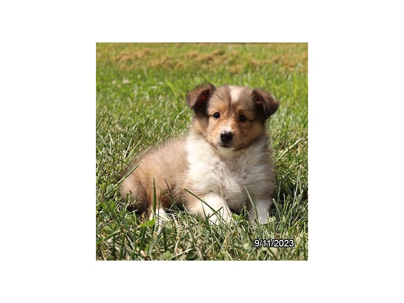 Shetland Sheepdog – 19862