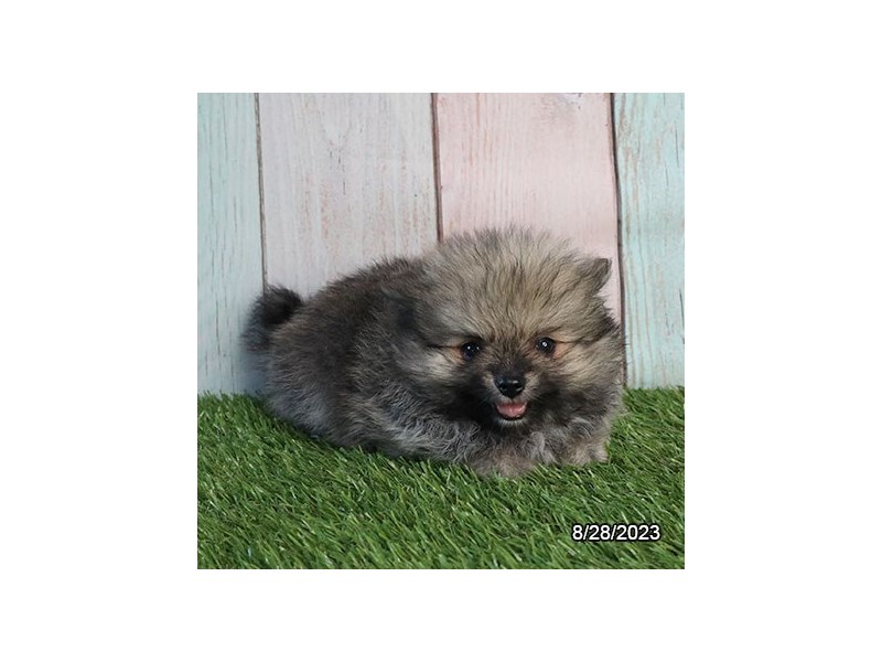 Pomeranian – 19861