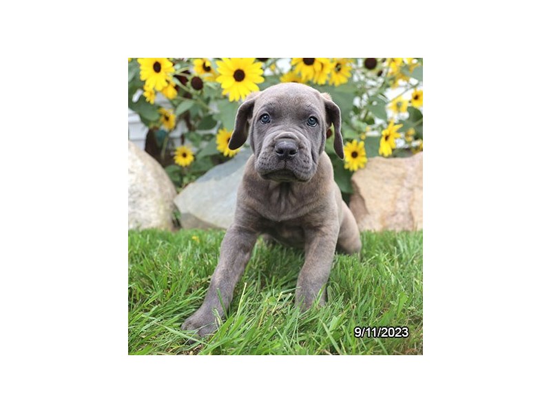 Cane Corso – 19864
