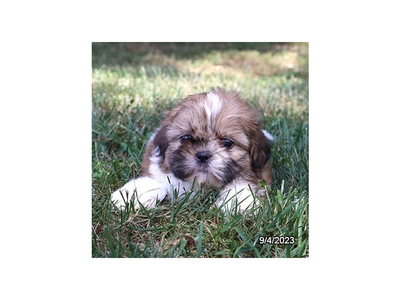 Shih Tzu – 19863