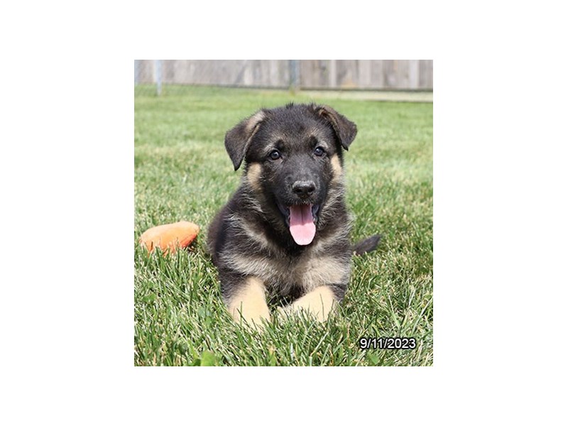 German Shepherd Dog – 19867