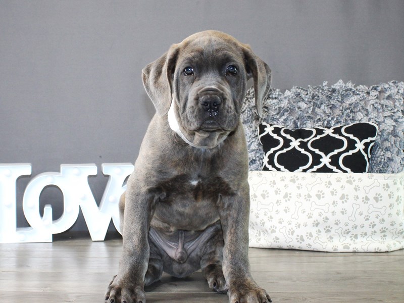 Cane Corso – 19864