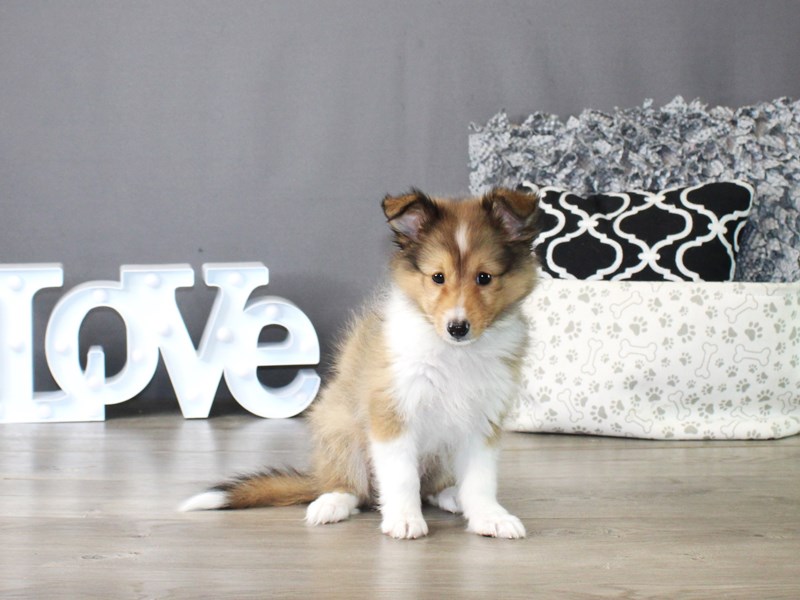 Shetland Sheepdog – 19862