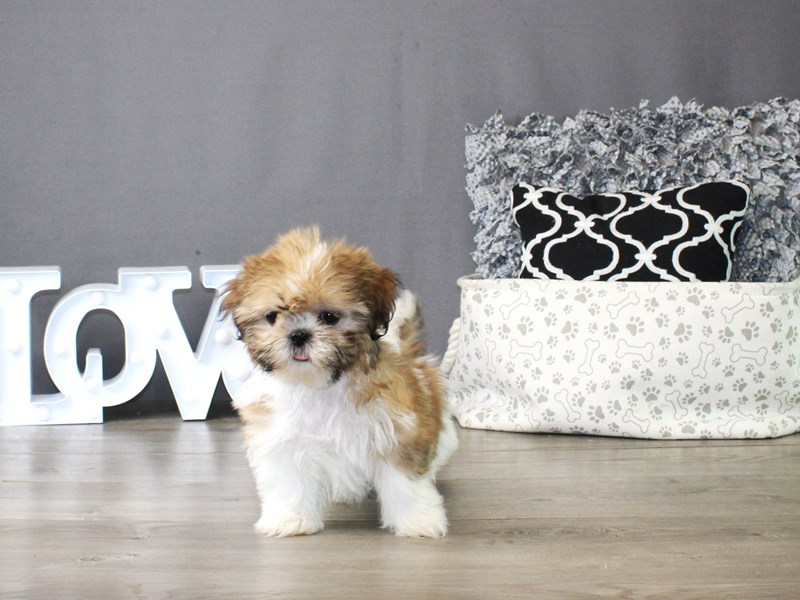 Shih Tzu – 19863