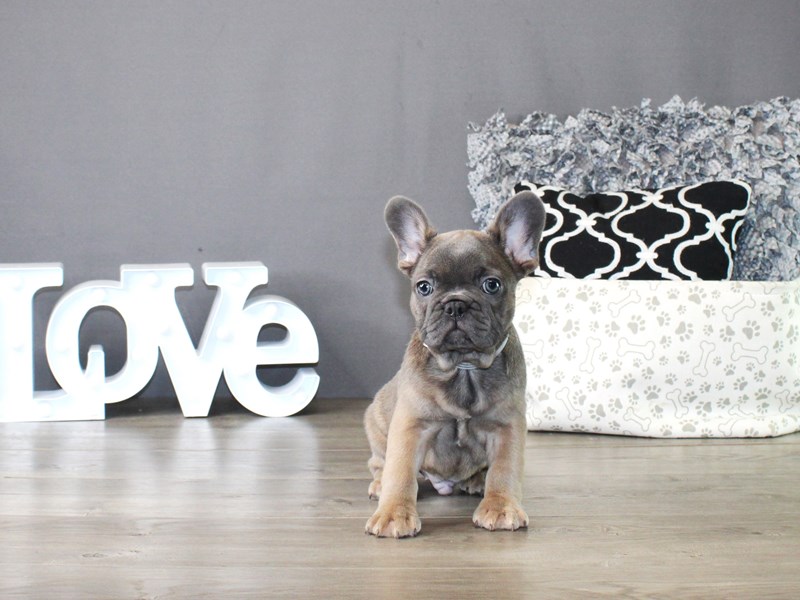 French Bulldog – 19858