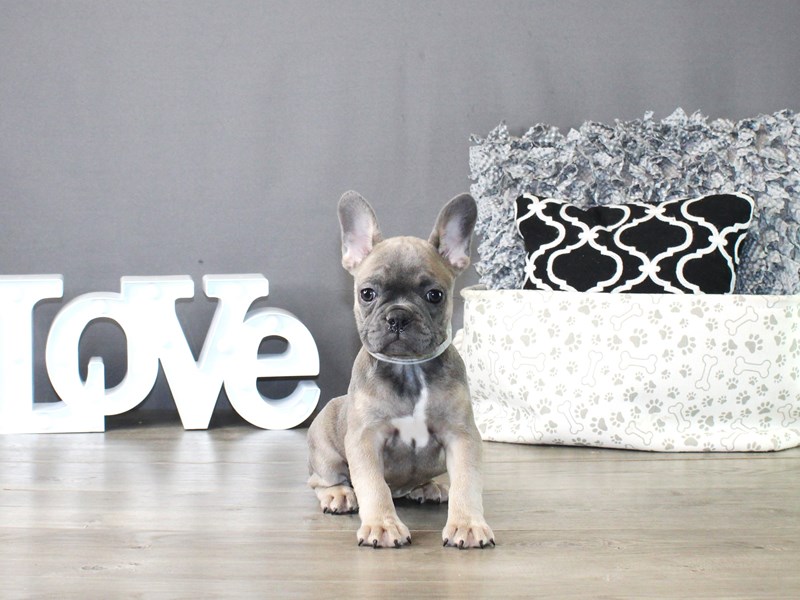 French Bulldog – 19859