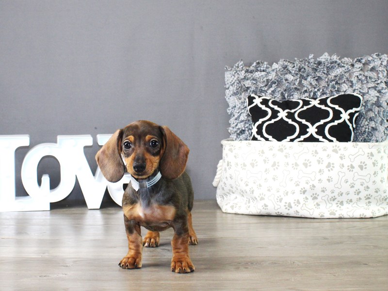 Dachshund – 19857