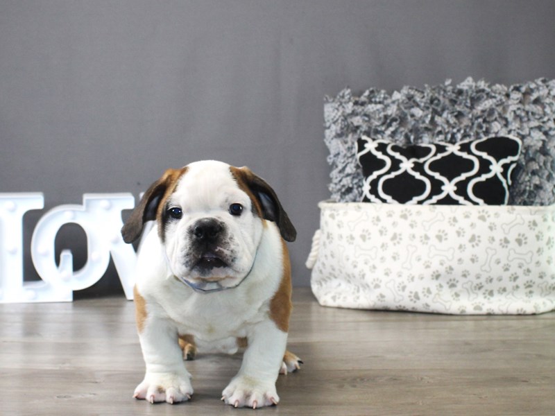 English Bulldog – 19855