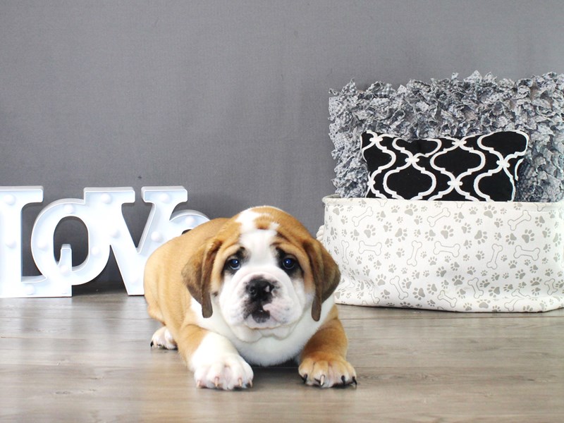 English Bulldog – 19856