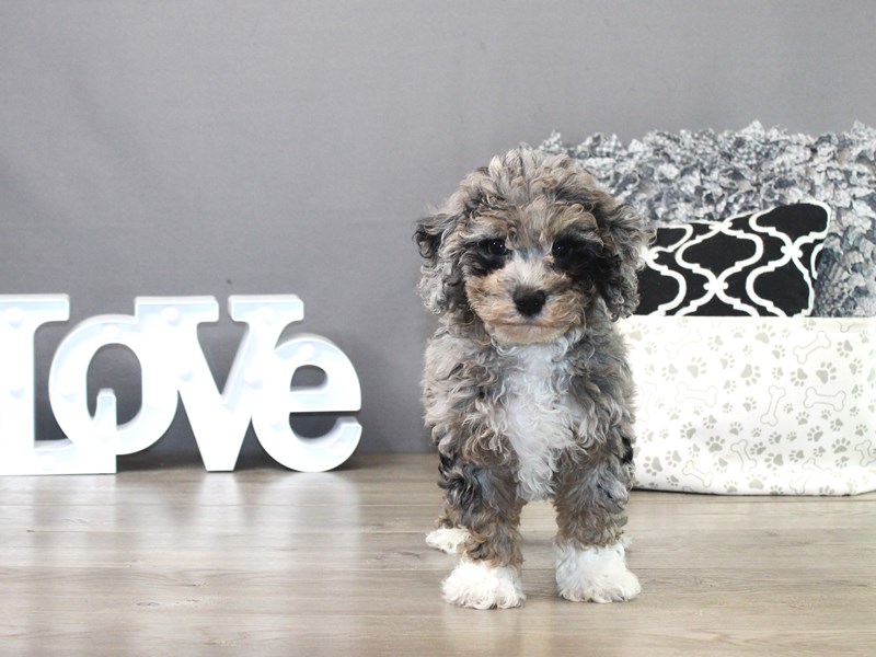 Bichon Poo – 19824