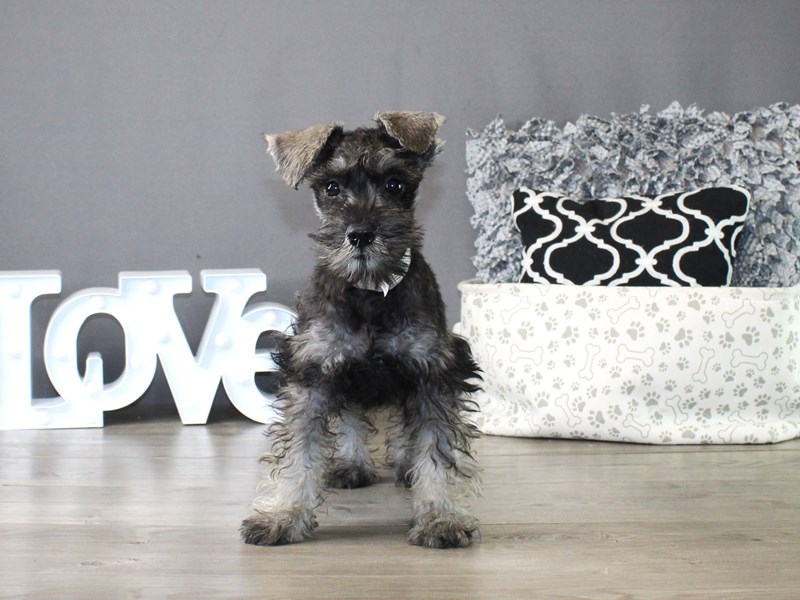 Miniature Schnauzer – 19860