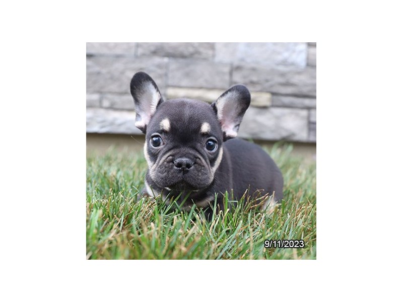 French Bulldog – 19879