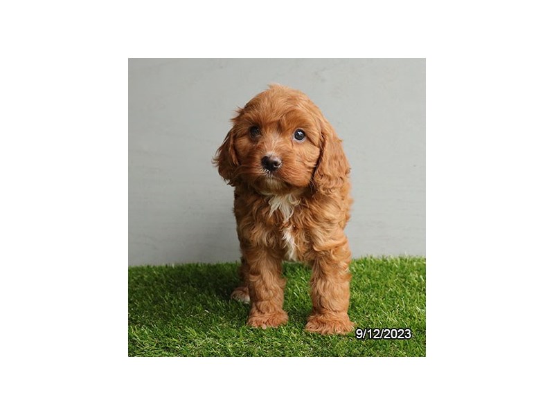 Cavapoo – 19887