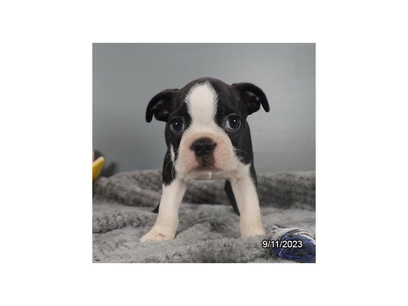 Boston Terrier – 19875