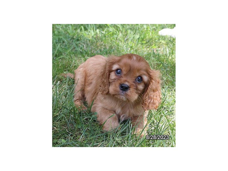Cavalier King Charles Spaniel – 19876