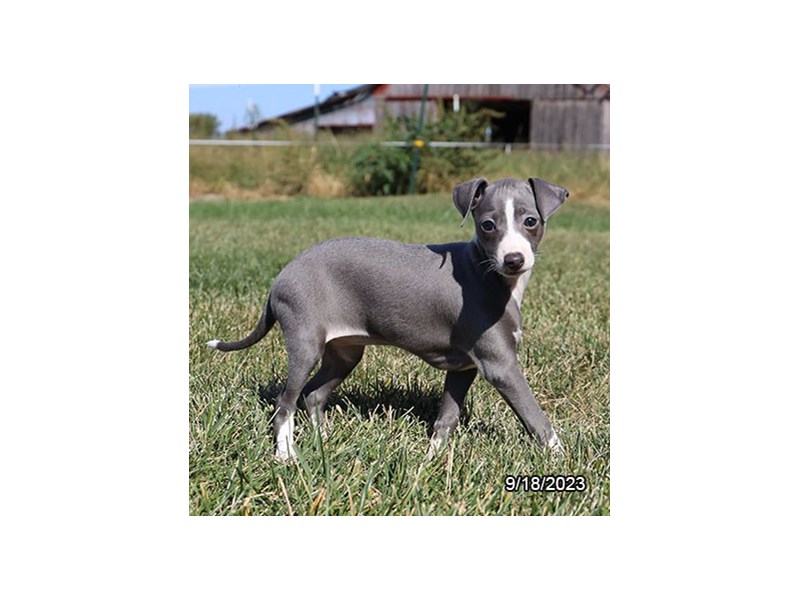 Italian Greyhound – 19880