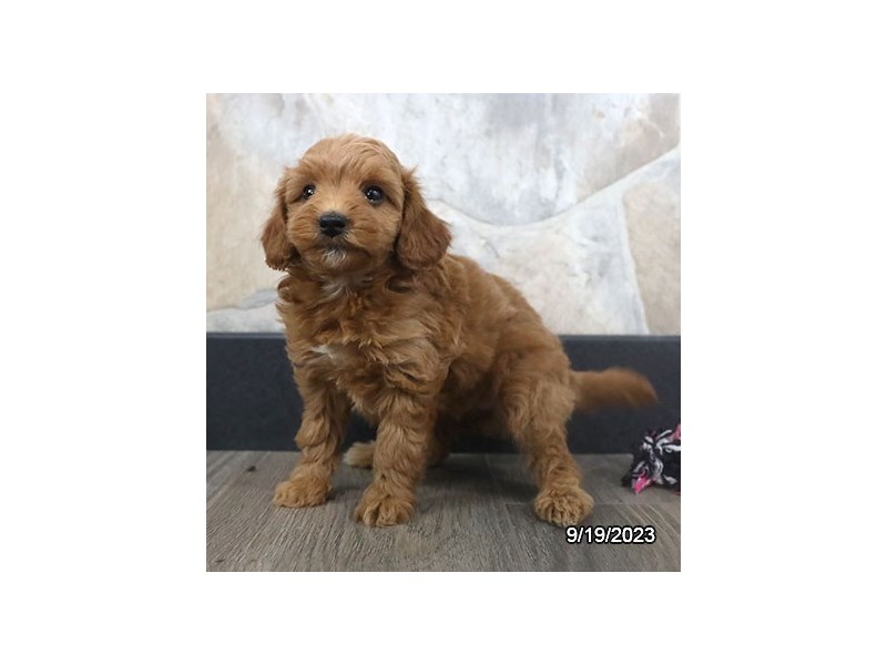 Mini Goldendoodle – 19886