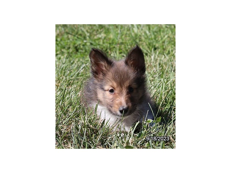 Shetland Sheepdog – 19881
