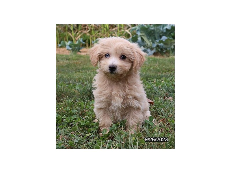 Maltipoo – 19889
