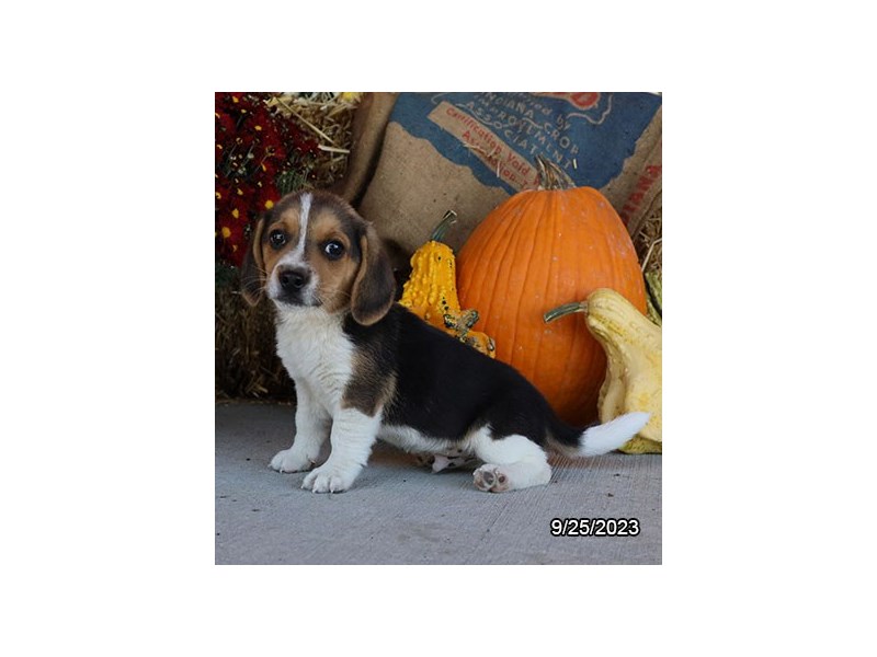 Beagle – 19874