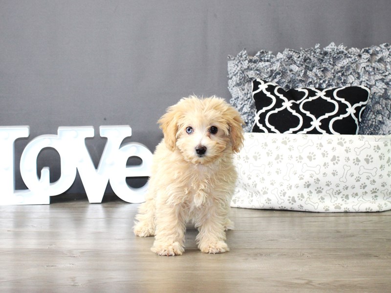 Maltipoo – 19889
