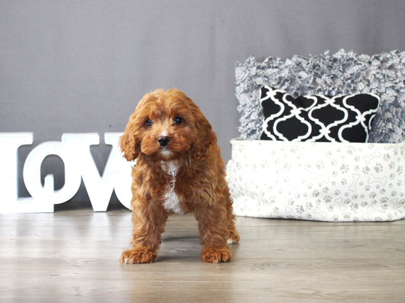 Cavapoo – 19887