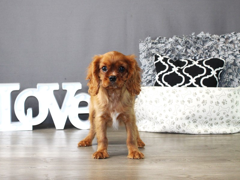 Cavalier King Charles Spaniel – 19876
