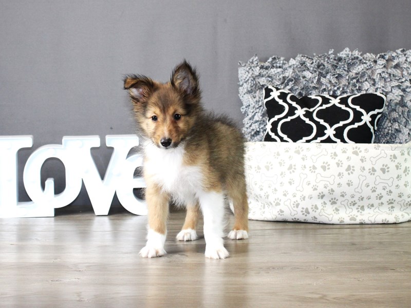 Shetland Sheepdog – 19881