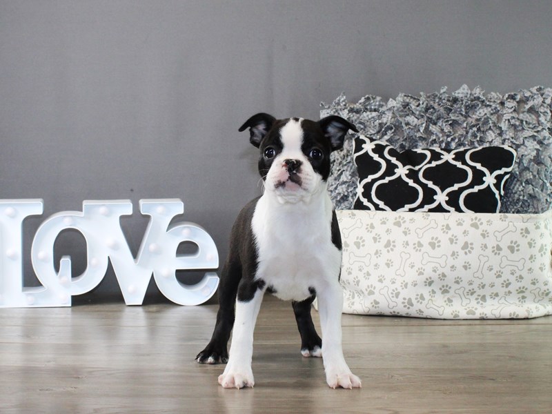 Boston Terrier – 19890