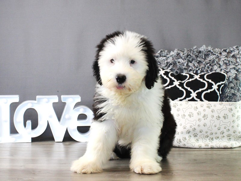 Old English Sheepdog – 19896