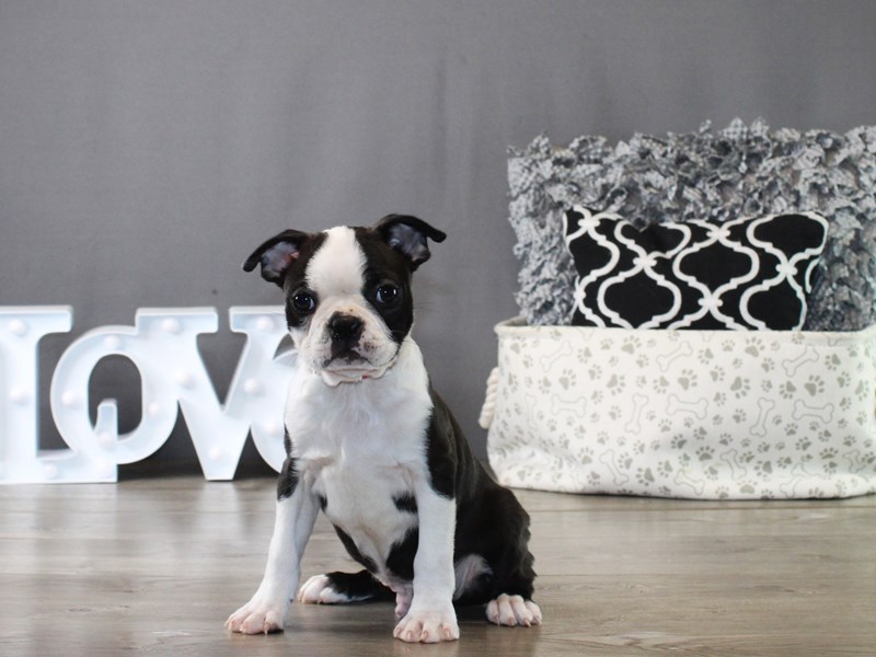 Boston Terrier – 19937