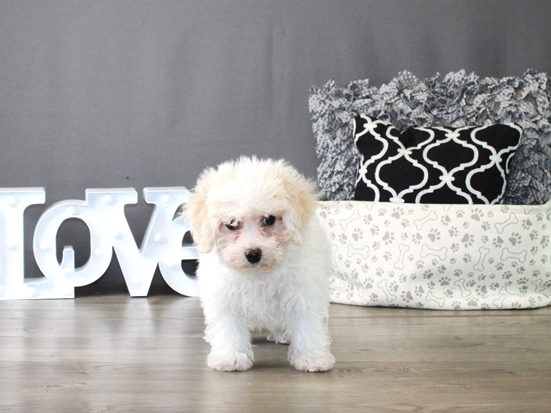Bichon Frise – 19971