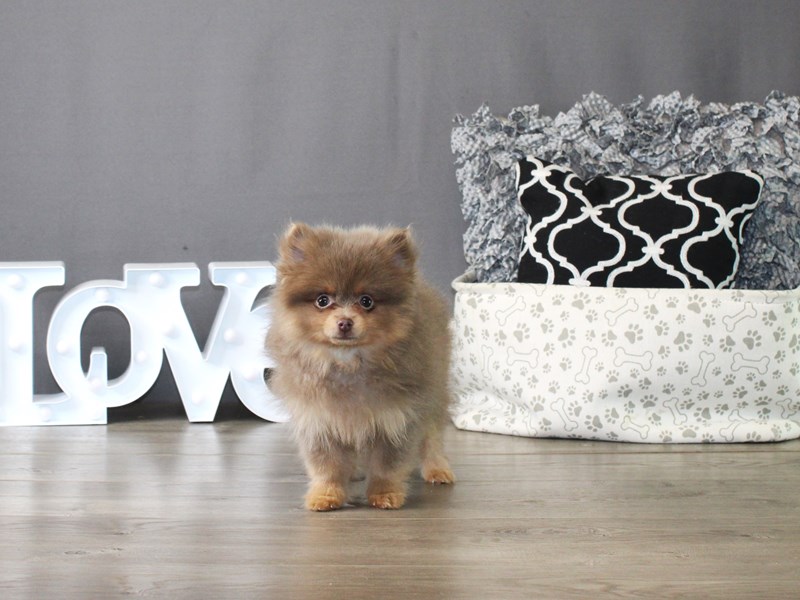 Pomeranian – 19972