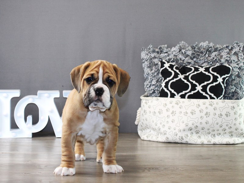 Beabull Bulldog – 19987