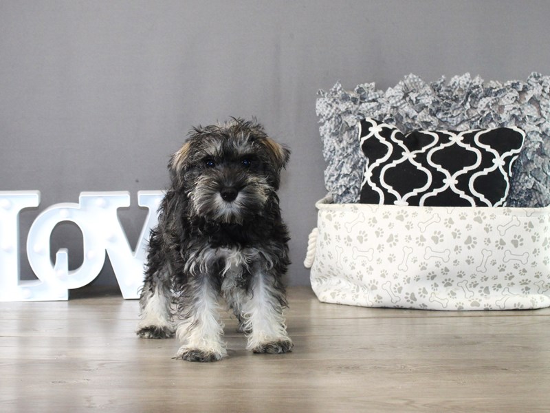 Miniature Schnauzer – 19993