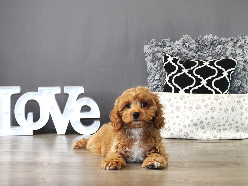 Cavapoo – 20004