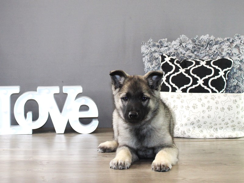 Norwegian Elkhound – 19997