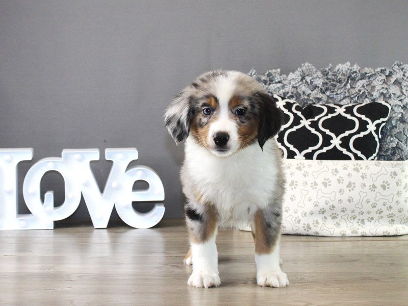 Miniature American Shepherd – 19999