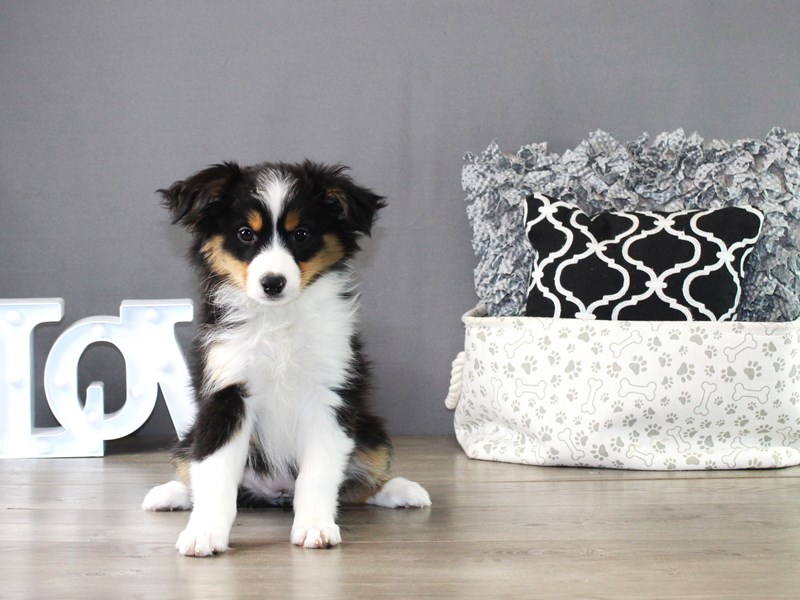 Miniature American Shepherd – 20000