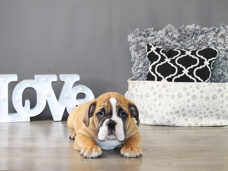 Beabull Bulldog – 20019