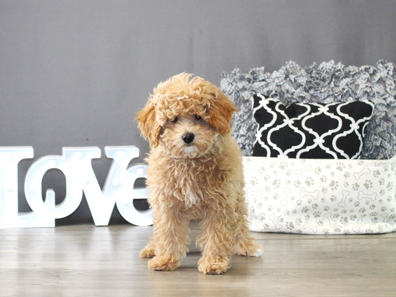 Maltipoo – 20021