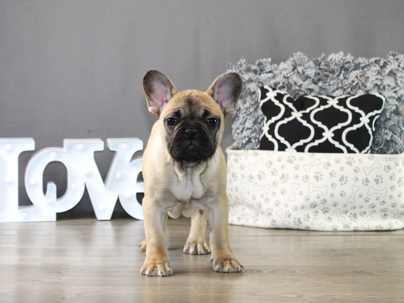 French Bulldog – 20012
