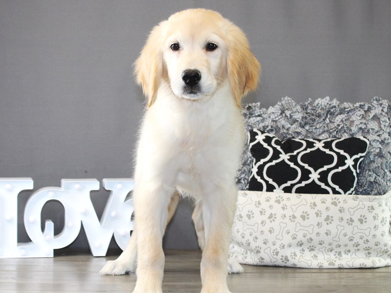 Golden Retriever – 20014
